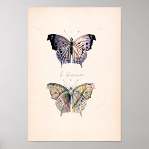 Póster Poster de la mariposa del vintage