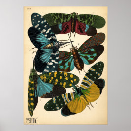 Póster Poster de la mosca de la mosca de la mosca de la m