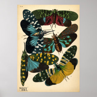 Póster Poster de la mosca de la mosca de la mosca de la m