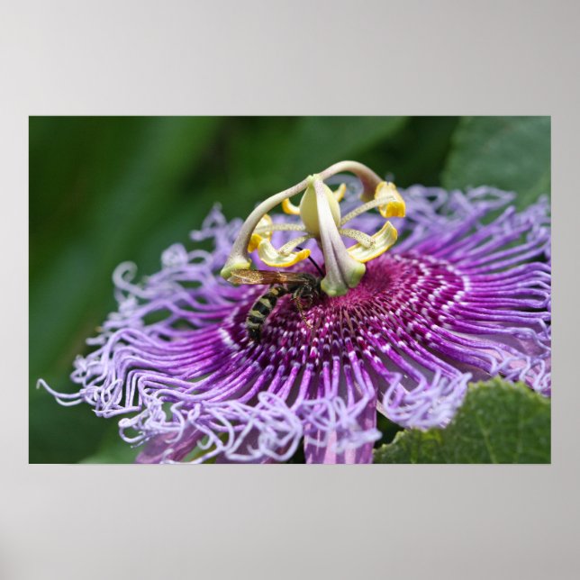 Póster Poster de la naturaleza de la alimentación de los  (Frente)