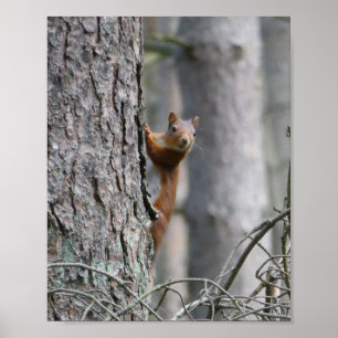 Póster Poster de la naturaleza de la ardilla roja