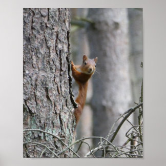 Póster Poster de la naturaleza de la ardilla roja
