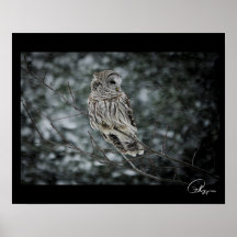 Poster de la Nieve Tormenta de Nieve Barred Owl