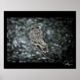 Póster Poster de la Nieve Tormenta de Nieve Barred Owl