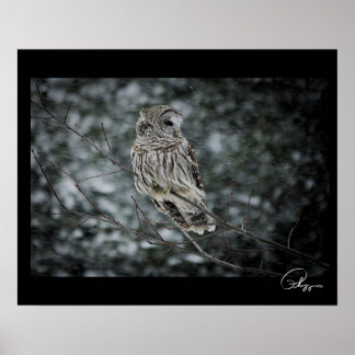 Póster Poster de la Nieve Tormenta de Nieve Barred Owl