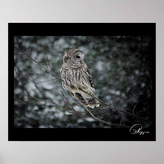 Póster Poster de la Nieve Tormenta de Nieve Barred Owl (Frente)