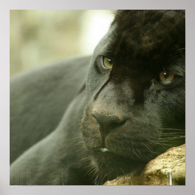 Póster Poster de la pantera durmiente (Frente)