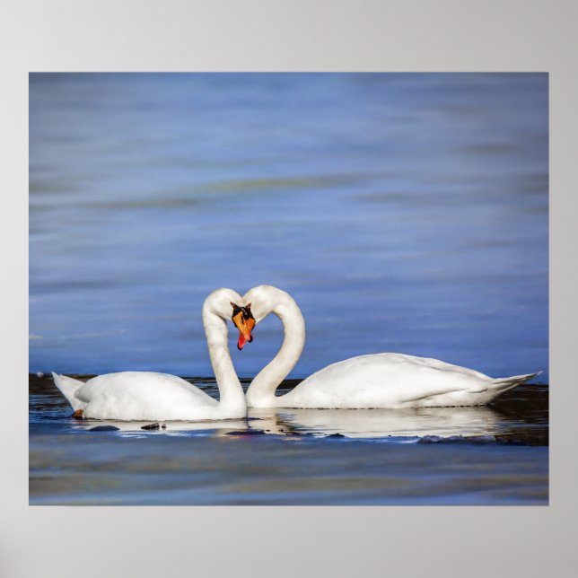 Póster Poster de la pareja de cisnes de amor invernal (Frente)