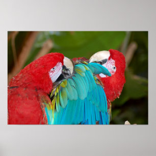Póster Poster de la pareja de loro de Macaw