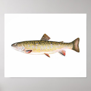Póster Poster de la pesca - pescado de la hembra de la