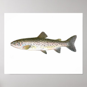 Póster Poster de la pesca - pescado de la trucha de color