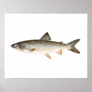 Póster Poster de la pesca - pescado de la trucha de lago