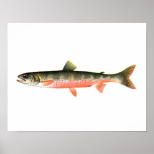Póster Poster de la pesca - pescado rojo canadiense de la