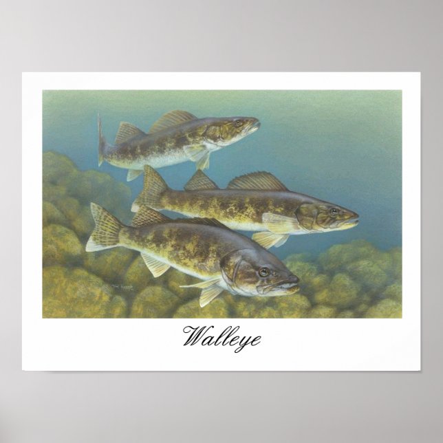 Póster Poster de la pintura de Walleye (Frente)
