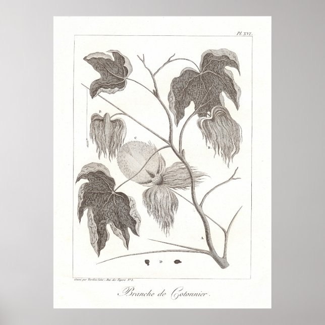 Póster Poster de la planta de algodón Ilustracion botánic (Frente)