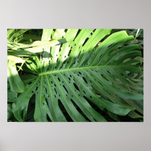 Póster Poster de la planta de elefante