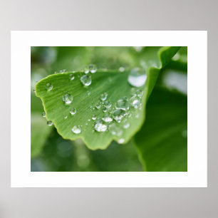 Póster Poster de la planta de Ginkgo