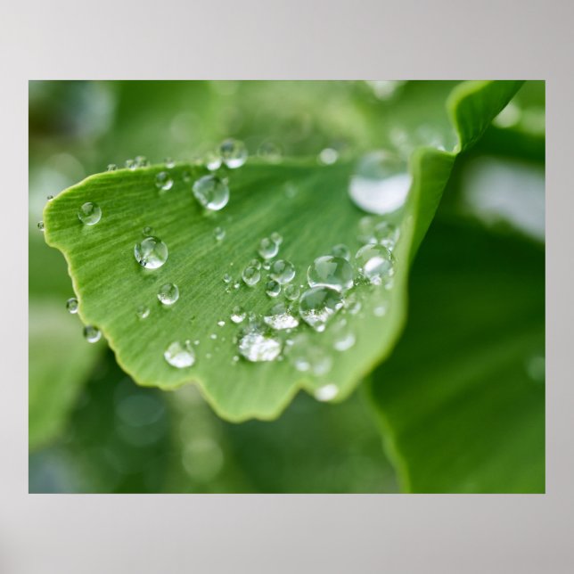 Póster Poster de la planta de Ginkgo (Frente)
