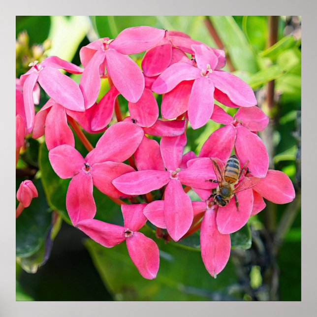 Póster Poster de la planta de Ixora (Frente)