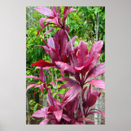 Póster Poster De La Planta De Ti De Hawái