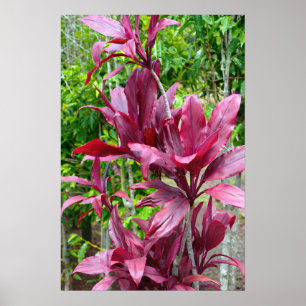 Póster Poster De La Planta De Ti De Hawái