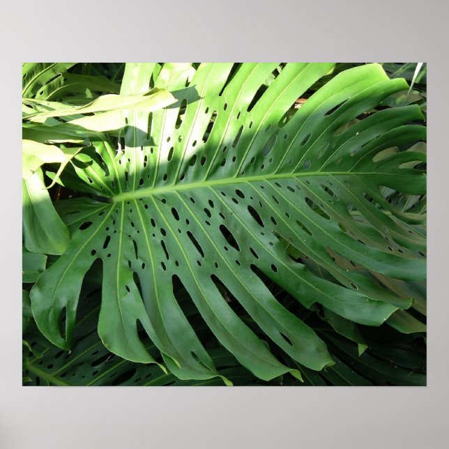 Póster Poster de la planta tropical del oído elefante (Frente)