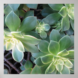 Póster Poster DE LA PLANTA VERDE