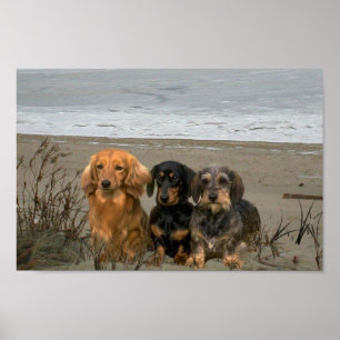Póster Poster de la playa del primer de los Dachshunds