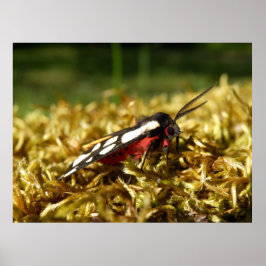 Póster Poster de la polilla tigre en punto de crema