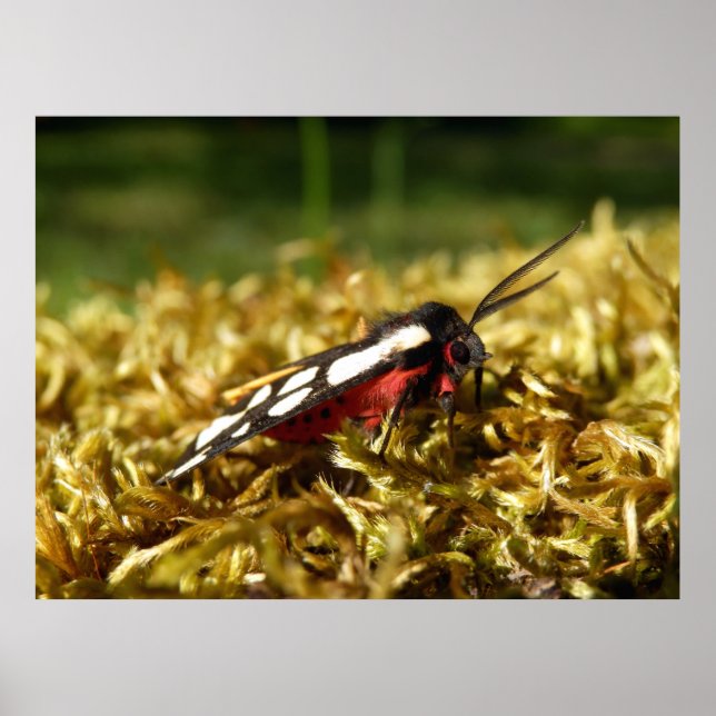 Póster Poster de la polilla tigre en punto de crema (Frente)