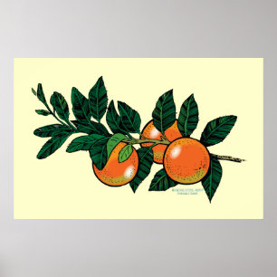 Póster Poster de la rama de la fruta cítrica