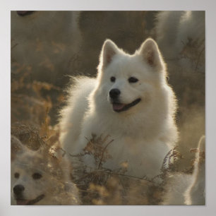 Póster Poster de la Raza de Perro Samoyed