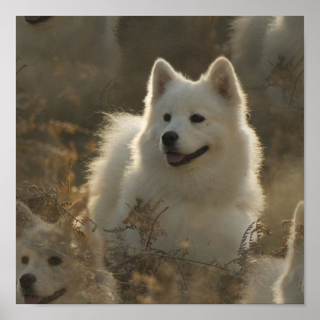 Póster Poster de la Raza de Perro Samoyed (Frente)