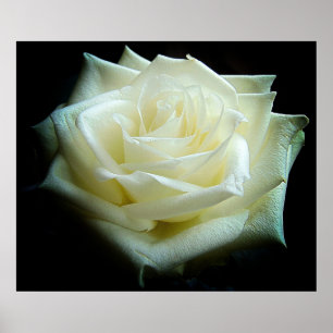 Póster Poster de la rosa blanca