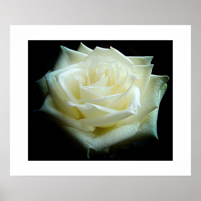 Póster Poster de la rosa blanca (Frente)