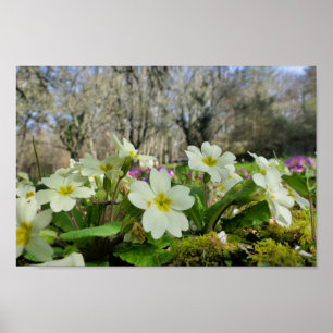 Póster Poster de la rosa primosa