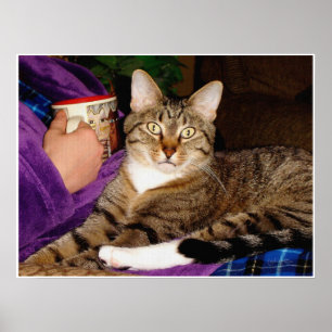 Póster Poster de la rotura del Tabby