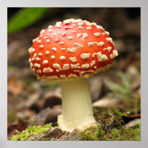 Póster Poster de la seta de la amanita