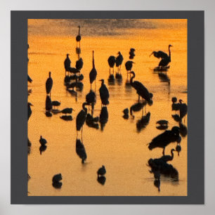 Póster Poster de la silueta de las aves al atardecer