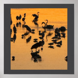 Póster Poster de la silueta de las aves al atardecer