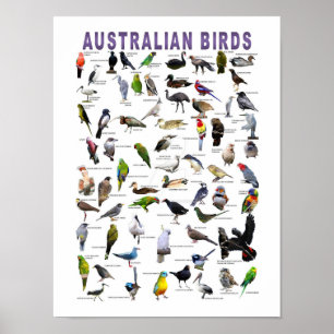 Póster Poster de la tabla de aves australianas