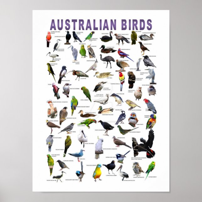 Póster Poster de la tabla de aves australianas (Frente)