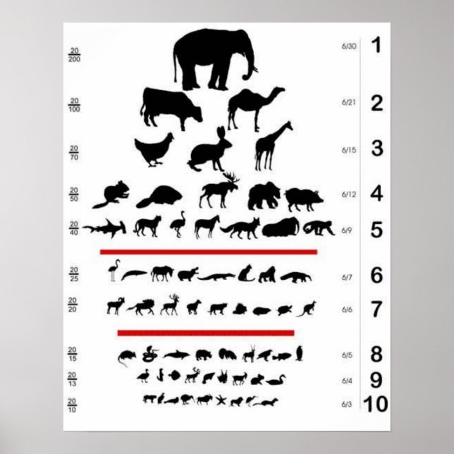 Póster Poster de la tabla ocular de animales (Frente)