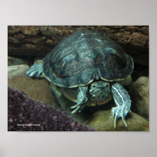 Póster Poster de la tortuga