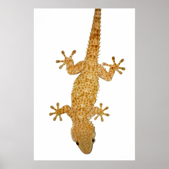 Póster poster de lagarto gecko (Frente)