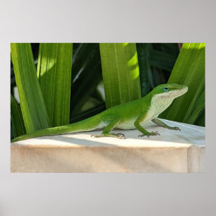 Póster Poster de lagarto verde