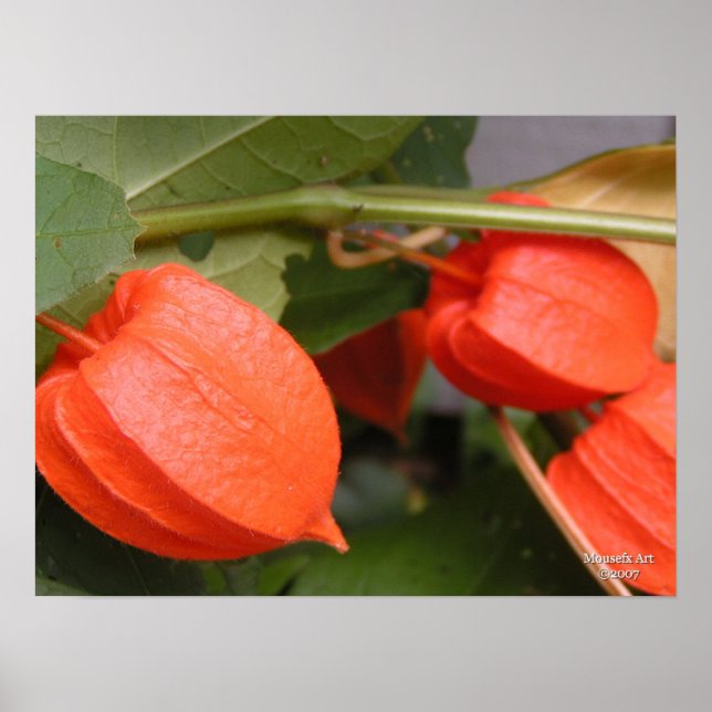 Póster Poster de Lantern de China (Frente)