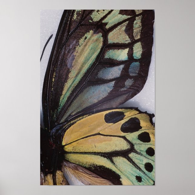 Póster Poster de las alas de mariposa (Frente)