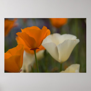 Póster Poster de las amapolas de California