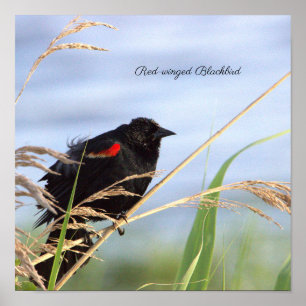 Póster Poster de las aves negras
